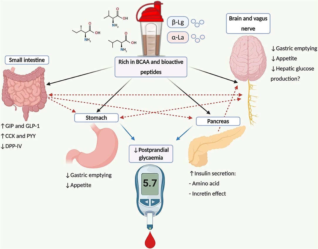 Fitlife | Dampak Konsumsi Whey Protein Pada Gula Darah dan Metabolisme Lemak